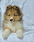�t��ata sheltie k adopci
