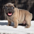 francouzsk�ho buldo�ka.