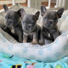 francouzsk�ho buldo�ka.