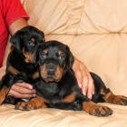 Dobrman - �t���tka