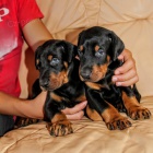 Dobrman - �t���tka