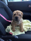 �t��ata o�kovan� shar-pei.
