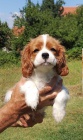 �t��ata Kaval�r King Charles Spaniel.