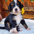 �t��ata Bernedoodle.