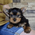 �t���tka jork��rsk�ho teri�ra.