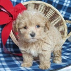 �t��ata Maltipoo