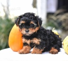 �T���TKO YORKIPOO