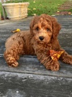 �t��ata goldendoodle k adopci