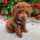 �t��ata goldendoodle k adopci