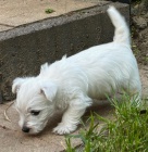 �t��ata West Highland White Terriers