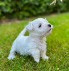 �t��ata West Highland White Terriers