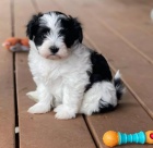 havansk� �t��ata na prodej.