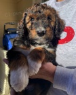 Prod�m �t��ata AUSSIEDOODLE