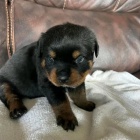 Rotvajler s pr�kazem p�vodu (FCI)