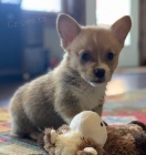 �t��ata Pembroke Welsh Corgi