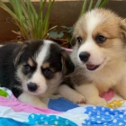 �t��ata Pembroke Welsh Corgi