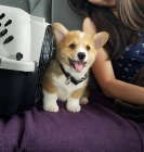 �t��ata Pembroke Welsh Corgi