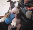 Standardn� bulteri�r �t��ata