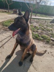 Belgick� ov��k malinois