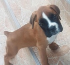 Fenka, boxer, kr�tky chvost