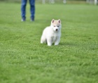 Sibi�sk� husky �t��ata
