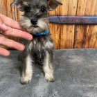 mal�ch kn�ra��