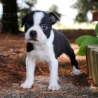 �t��ata bostonsk�ho teri�ra