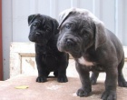 �t��ata italsk�ho Cane Corso
