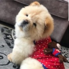 �au-�au �t��ata