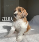 Zdrav� a o�kovan� �t��ata Ausiedoodle k adopci