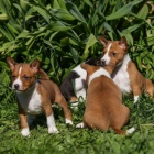 kr�sn� o�kovan� a od�erven� �t���tka Basenji