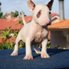 BULLTERI�RA/BULLTERI�RA/BULLTERI�RA