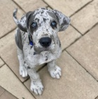 �t��ata n�meck� dogy