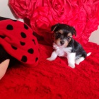 �t��ata biewer yorkie