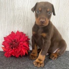 Prod�m �t��ata dobrmana.