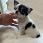 dlouhosrst� �ivava mini