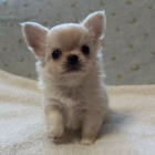 dlouhosrst� �ivava mini