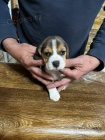 b�gl �t���tka , Beagle �t���tka 