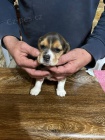 b�gl �t���tka , Beagle �t���tka 