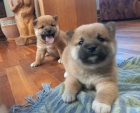 Nab�z�m �t��ata shiba inu