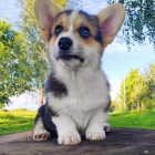 �t��ata Pembroke Welsh Corgi