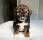 Prod�m �t��ata AUSSIEDOODLE