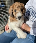 Prod�m �t��ata AUSSIEDOODLE