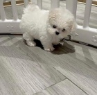 o�kovan� miniaturn� �t��ata malt�z�k�.