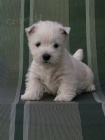 �t��ata West Highland White Terriers