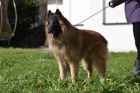 Belgick� ov��k Tervueren - �t���tka s PP
