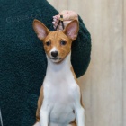 kr�sn� o�kovan� a od�erven� �t���tka Basenji