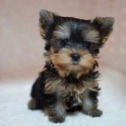 �t���tka jork��rsk�ho teri�ra