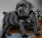 �t��ata italsk�ho Cane Corso