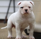 Prod�m �t��ata americk�ho buldoka.